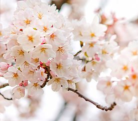 sakura